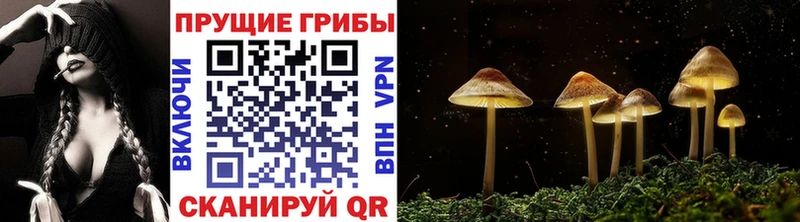 Галлюциногенные грибы Psilocybe  Чебоксары 